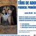 Târg de adopţii la padocul Primăriei Focşani